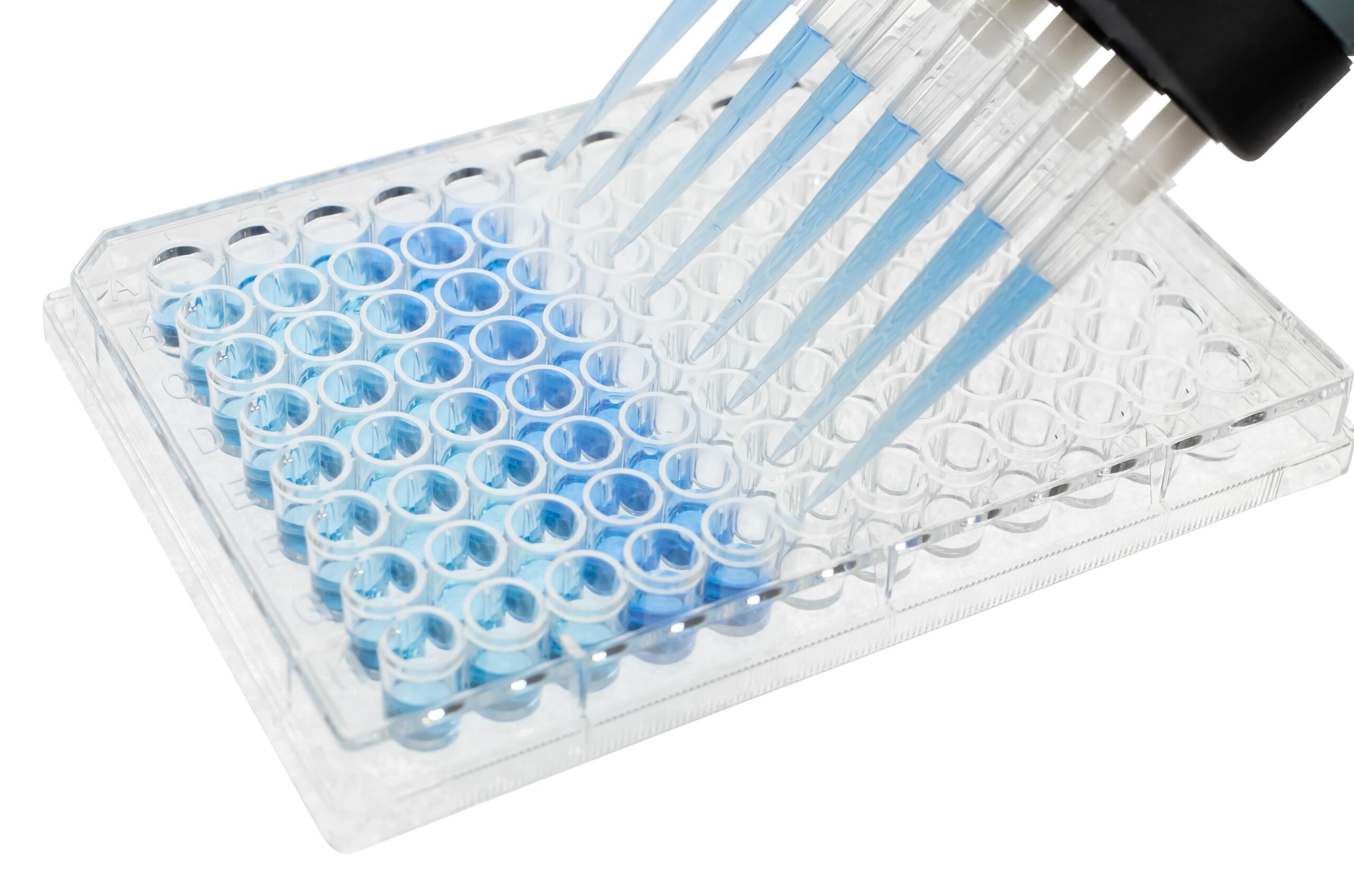 96 well plate with 8 channel pipette dispensing blue liquid